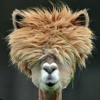 Profilbild